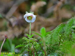 Image of Chimaphila japonica Miq.