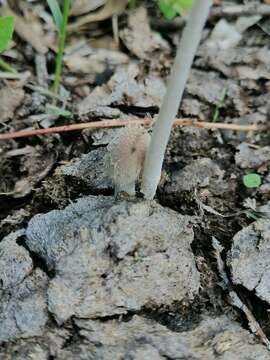 Image of Coprinopsis pseudonivea (Bender & Uljé) Redhead, Vilgalys & Moncalvo 2001