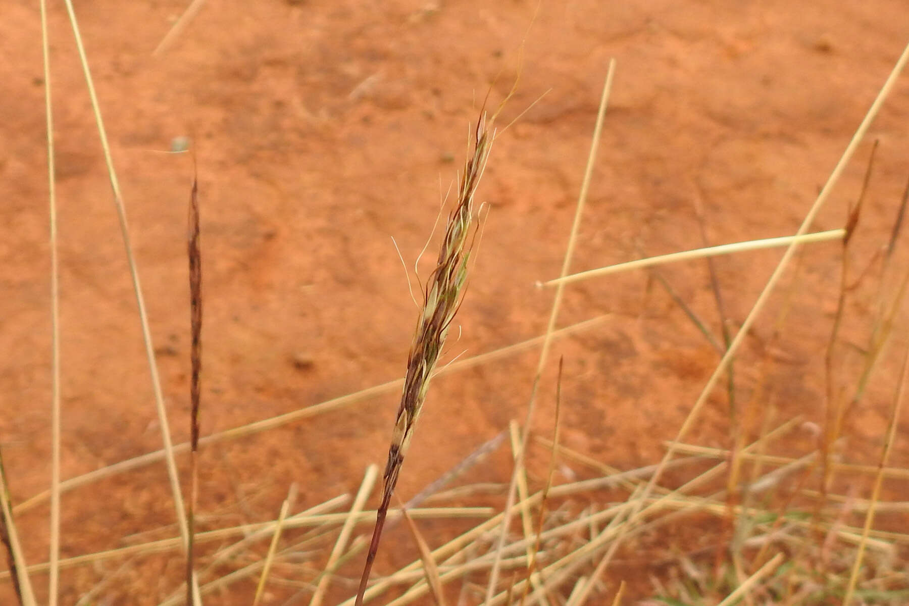 صورة Bothriochloa macra (Steud.) S. T. Blake