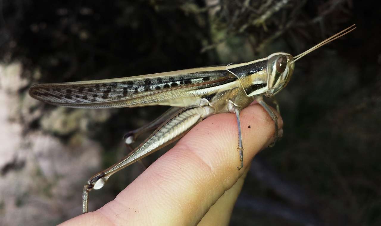 Image of Spur-throated locust