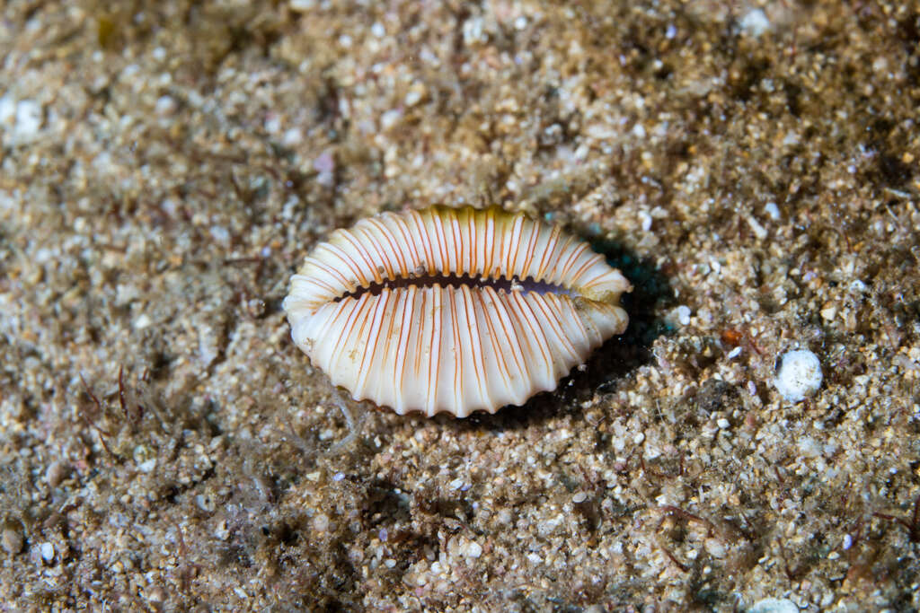 Image of granulated cowry