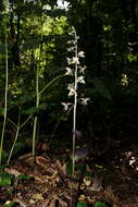 Image of Epipactis condensata Boiss. ex D. P. Young