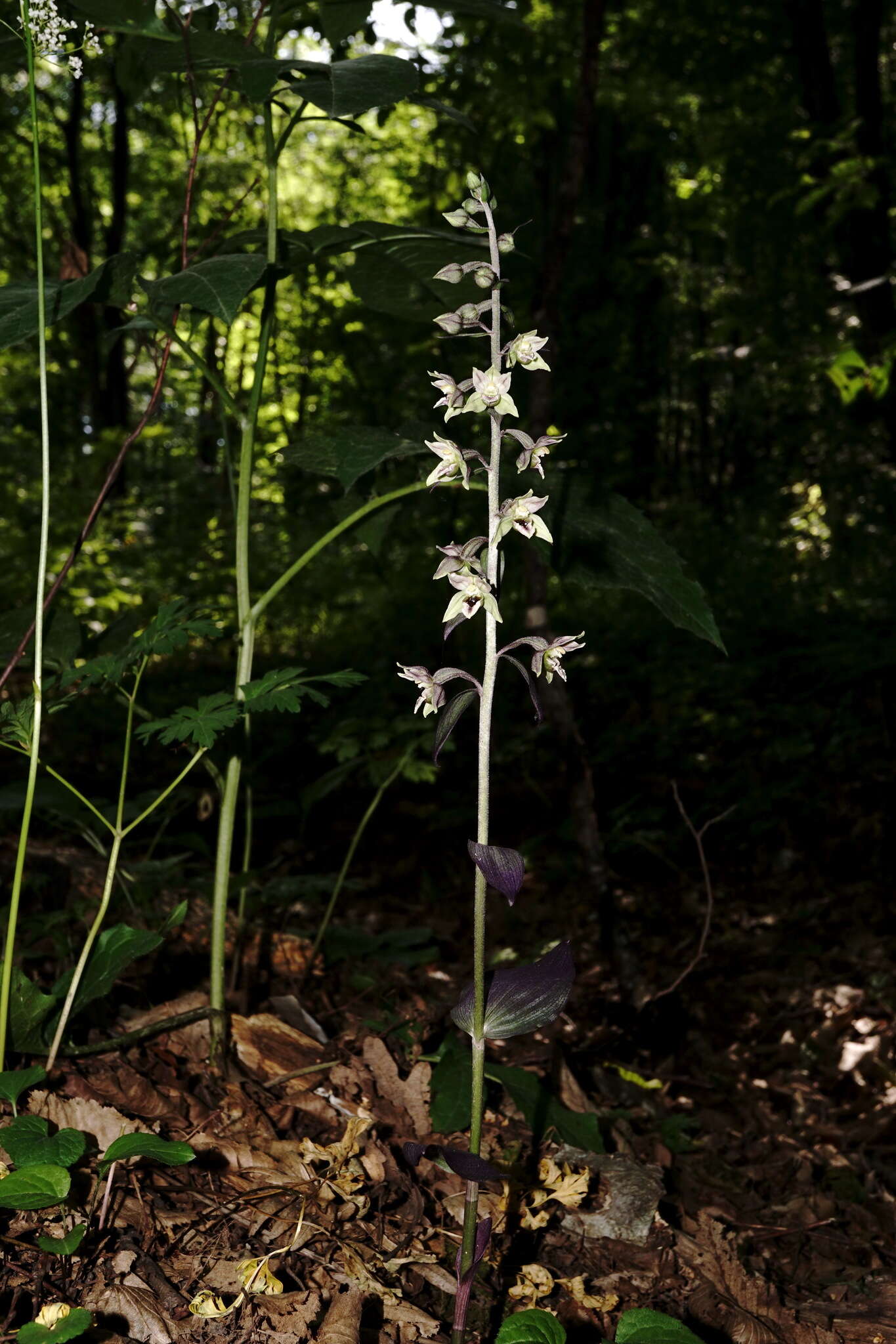 Image of Epipactis condensata Boiss. ex D. P. Young