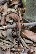 Image of Otocryptis nigristigma Bahir & Silva 2005