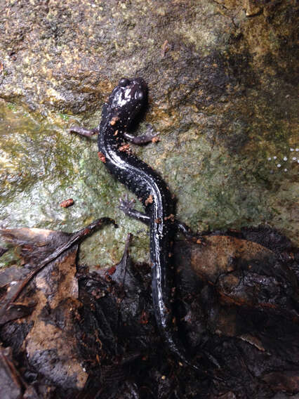 Image of Western Slimy Salamander