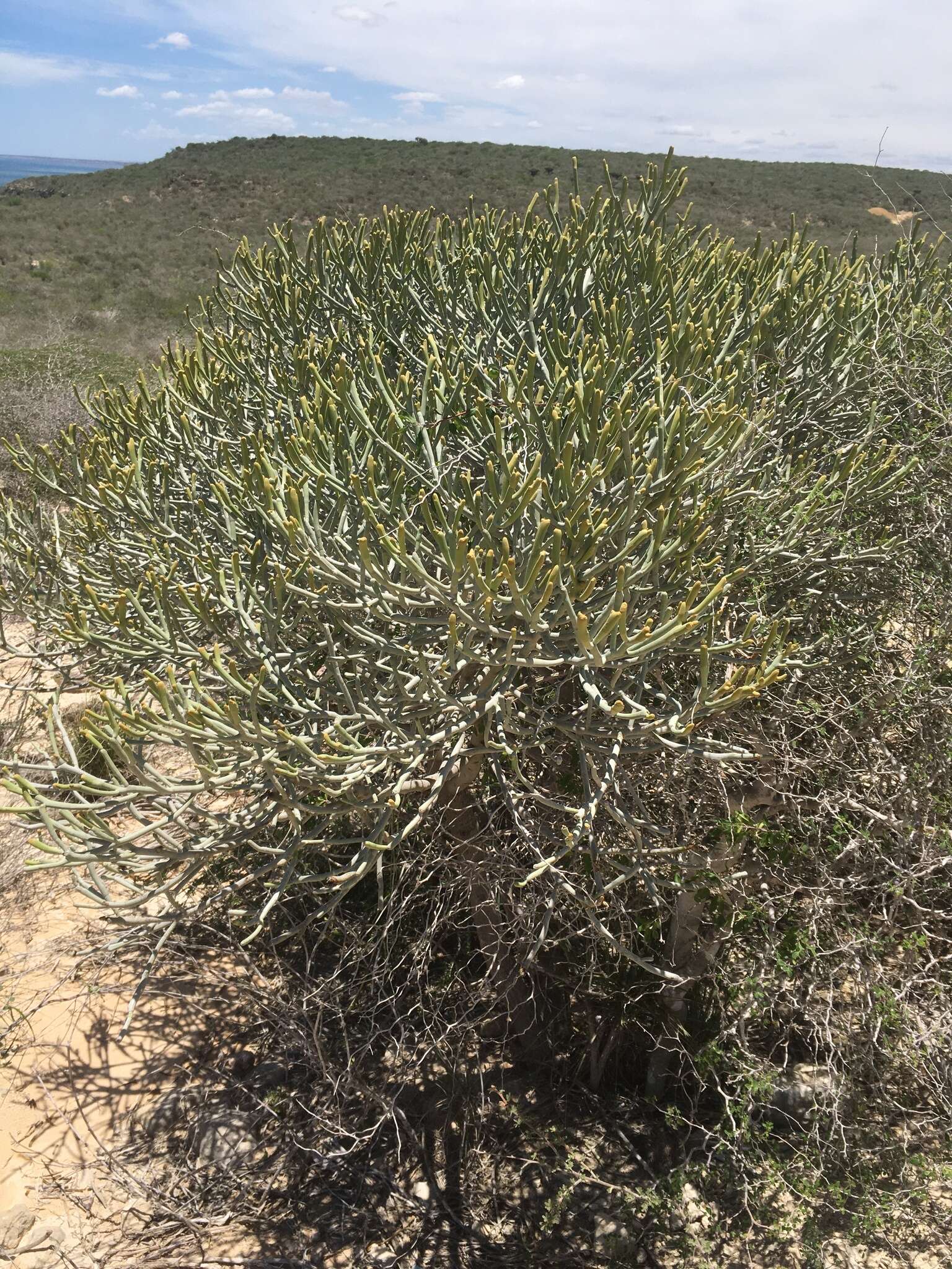 Image of Euphorbia fiherenensis Poiss.