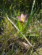 Image of Freesia leichtlinii Klatt