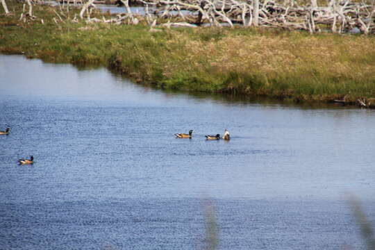 Image of Chiloe Wigeon