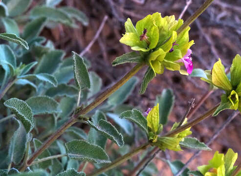 Imagem de Salvia multicaulis Vahl