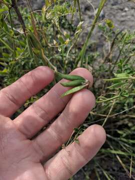 Imagem de Vicia ludoviciana subsp. leavenworthii (Torr. & A. Gray) Lassetter & C. R. Gunn