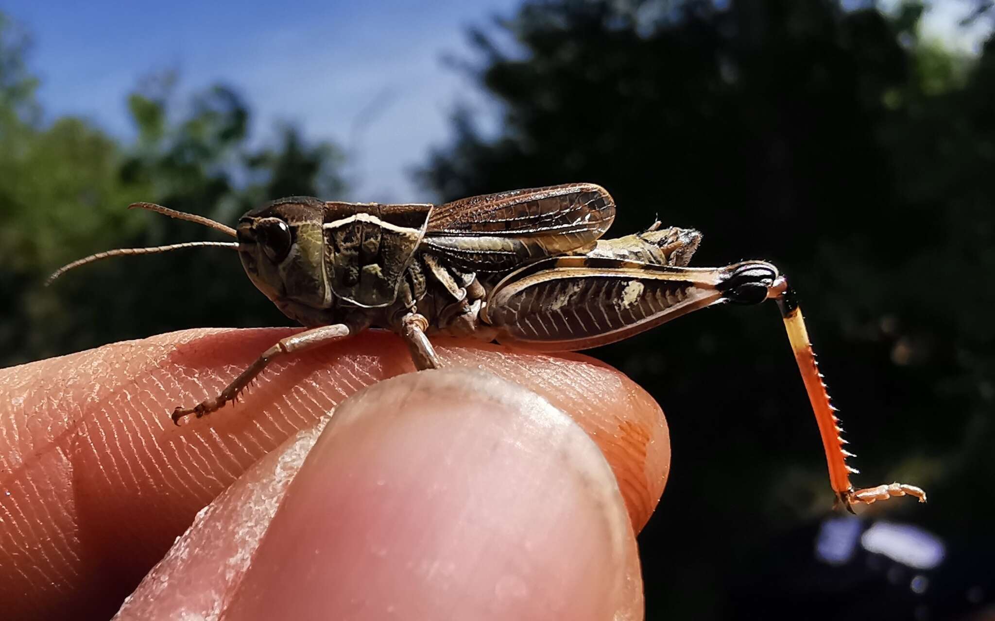 Image of Arcyptera (Pararcyptera) kheili Azam 1900