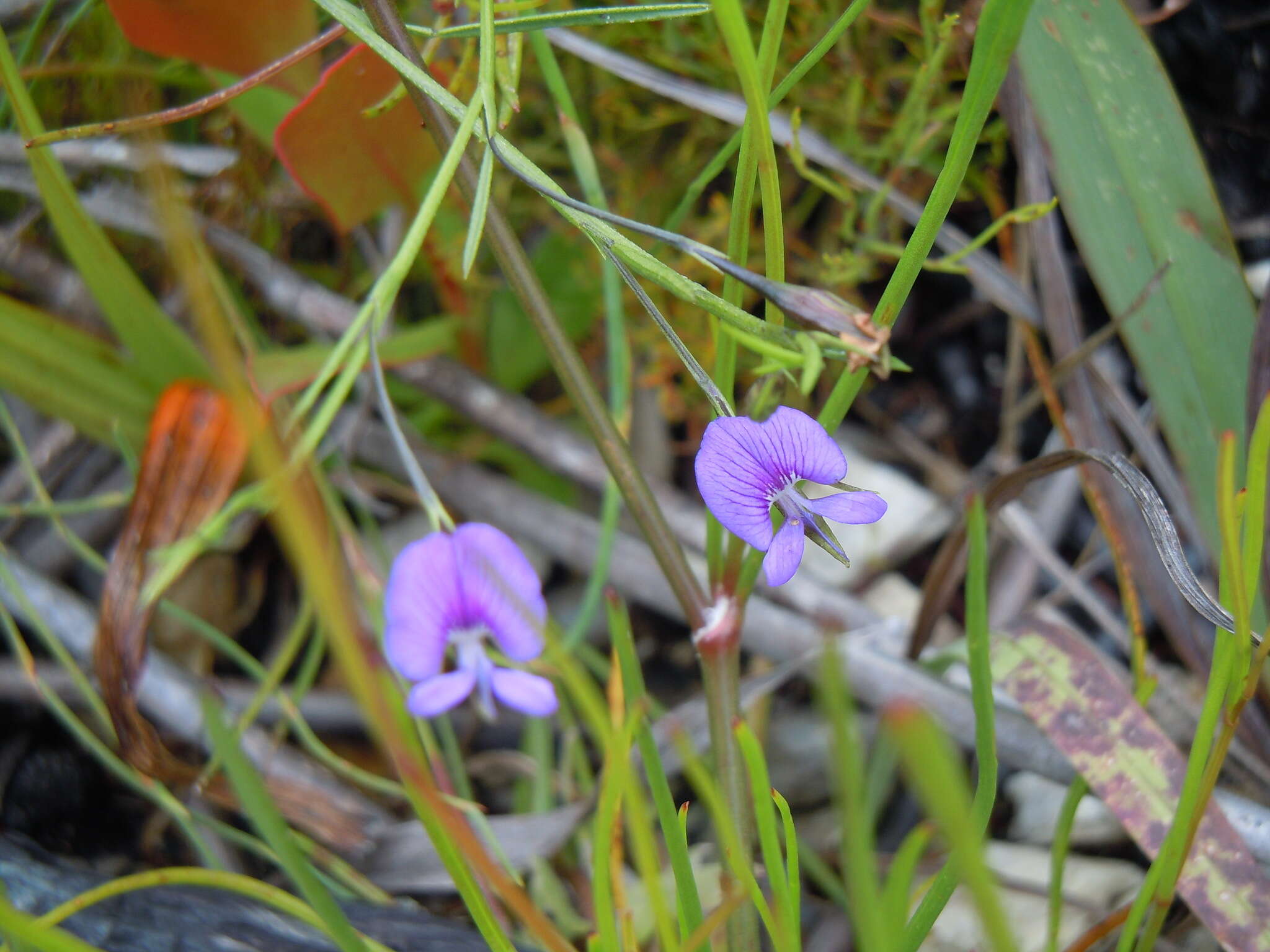 Image of Psoralea trullata C. H. Stirt.