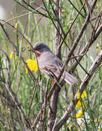 Plancia ëd Curruca iberiae (Svensson 2013)