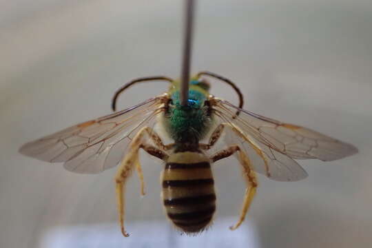 Image of Concave-nosed Striped-Sweat bee