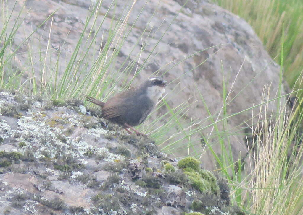 Image of White-browed Tapaculo