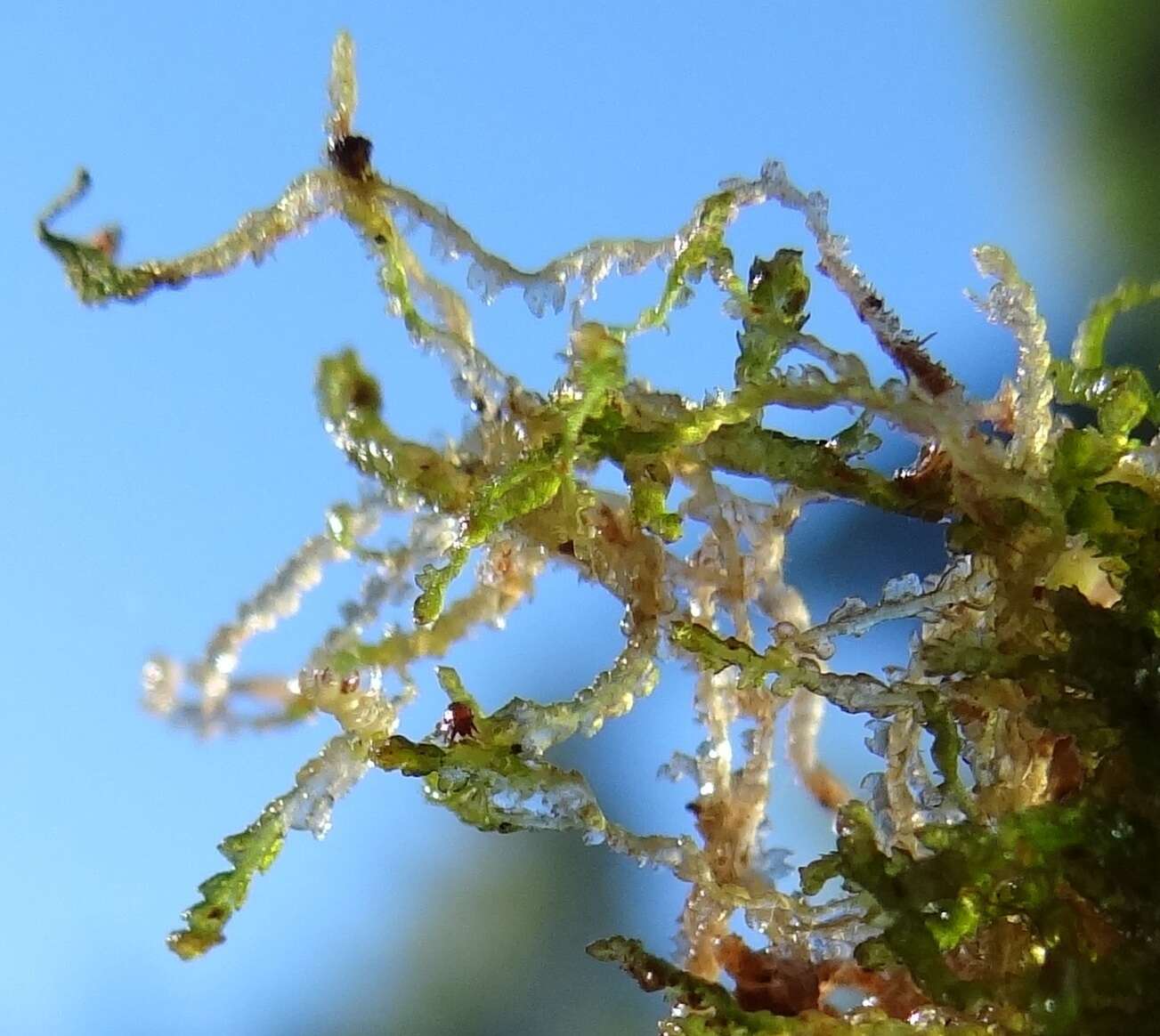 Image of Fuscocephaloziopsis lunulifolia (Dumort.) Vána & L. Söderstr.