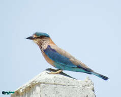 Imagem de Coracias benghalensis (Linnaeus 1758)