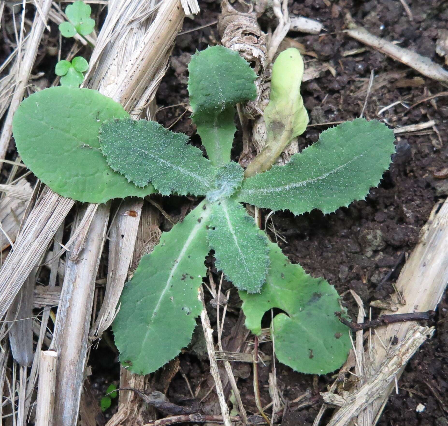 Imagem de Sonchus kirkii B. G. Hamlin