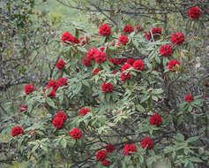 Image of Tree Rhododendron