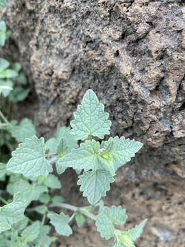 Слика од Agastache parvifolia Eastw.