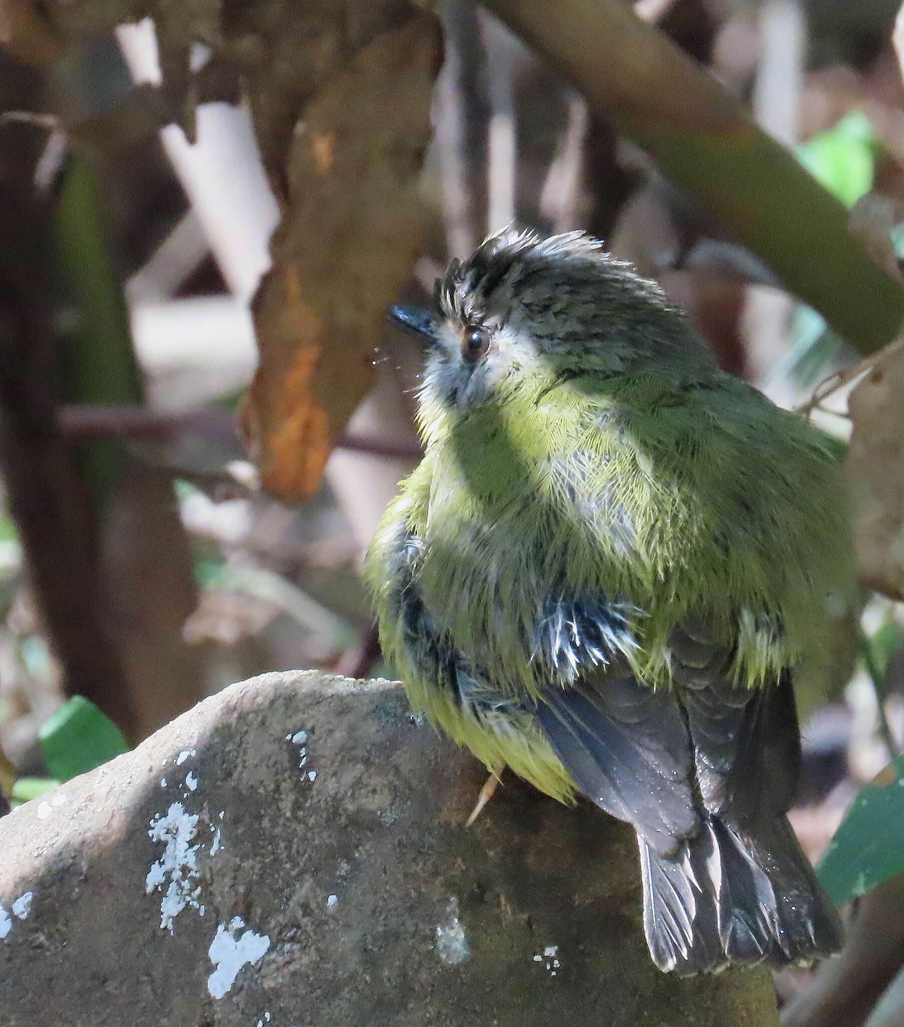 Image of Pale-yellow Robin