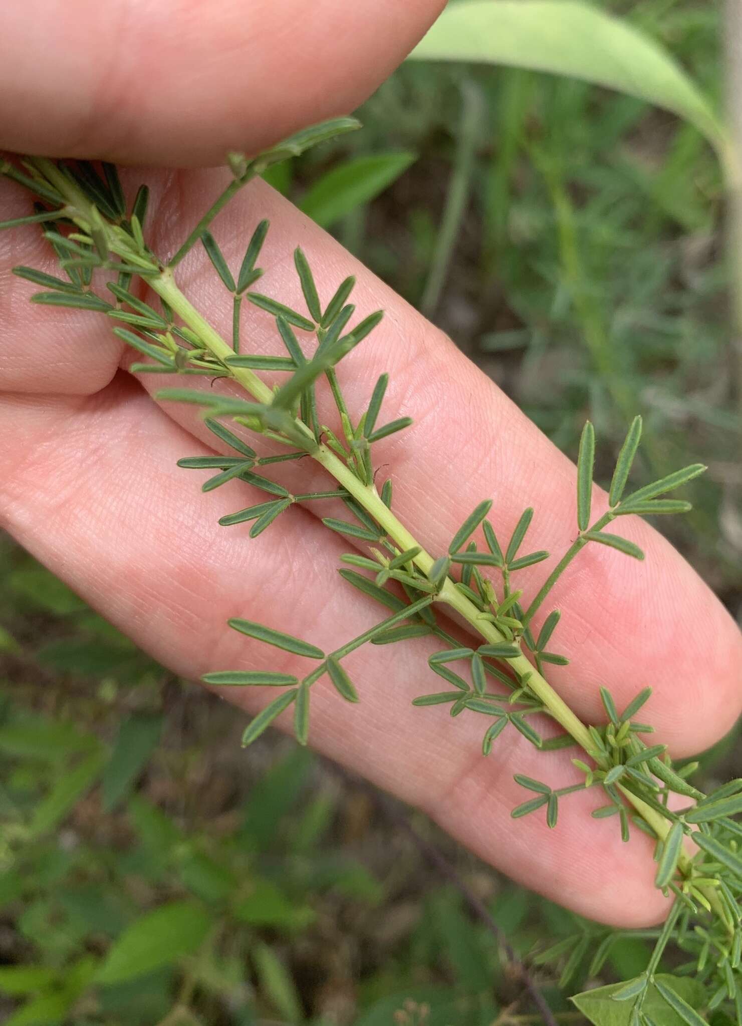 Image of compact prairie clover