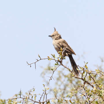 Image of Chirruping Wedgebill