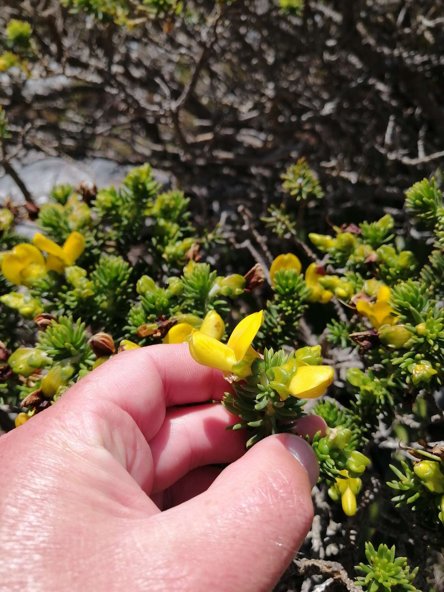 صورة Aspalathus capensis (Walp.) R. Dahlgren