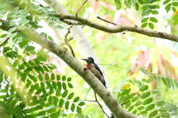 Image of Puerto Rican Woodpecker