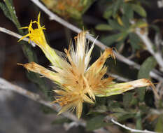 Imagem de Chrysothamnus depressus Nutt.