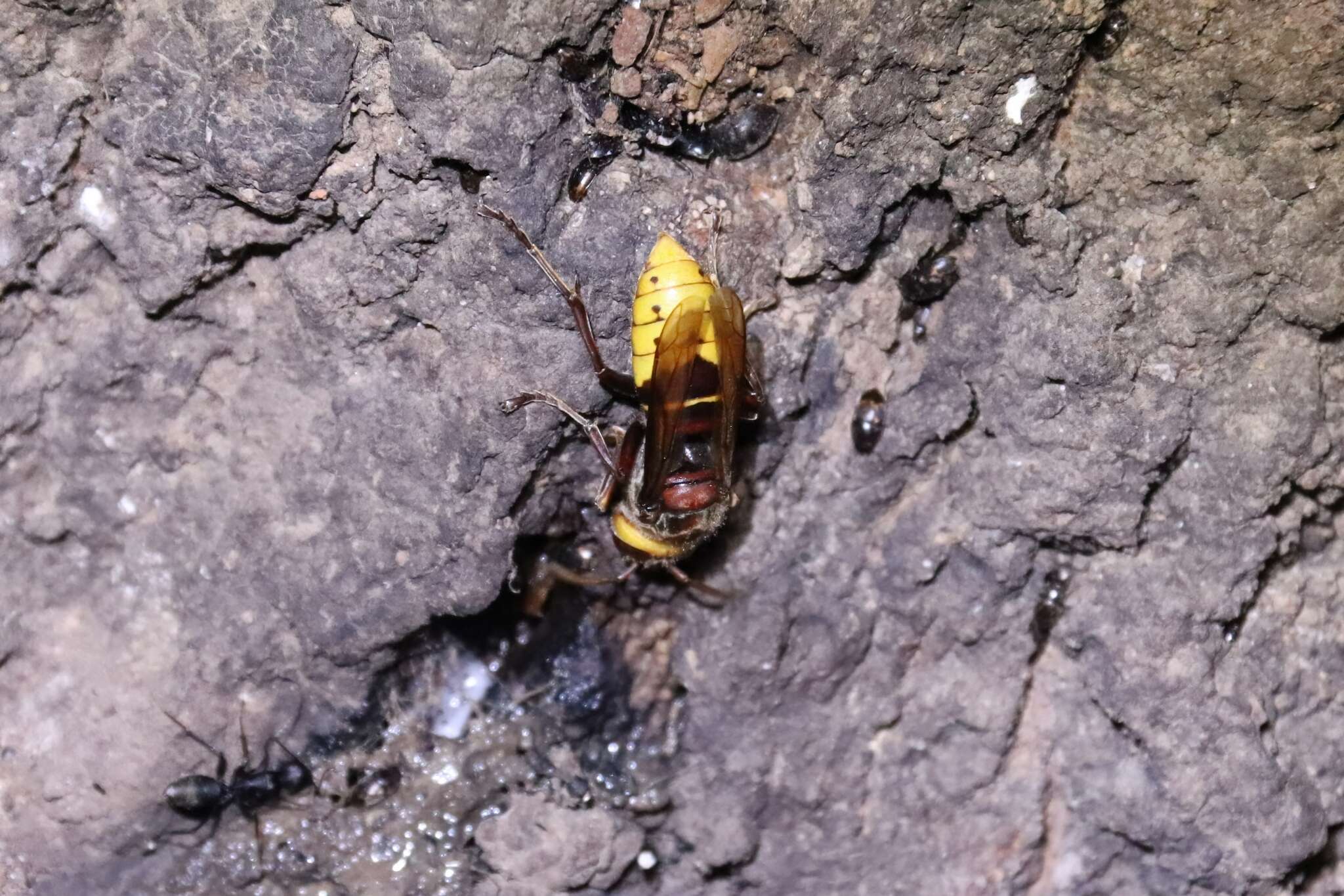 Image of Vespa crabro crabroniformis Smith 1852