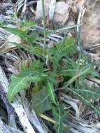 Image of Cutler's jewelflower