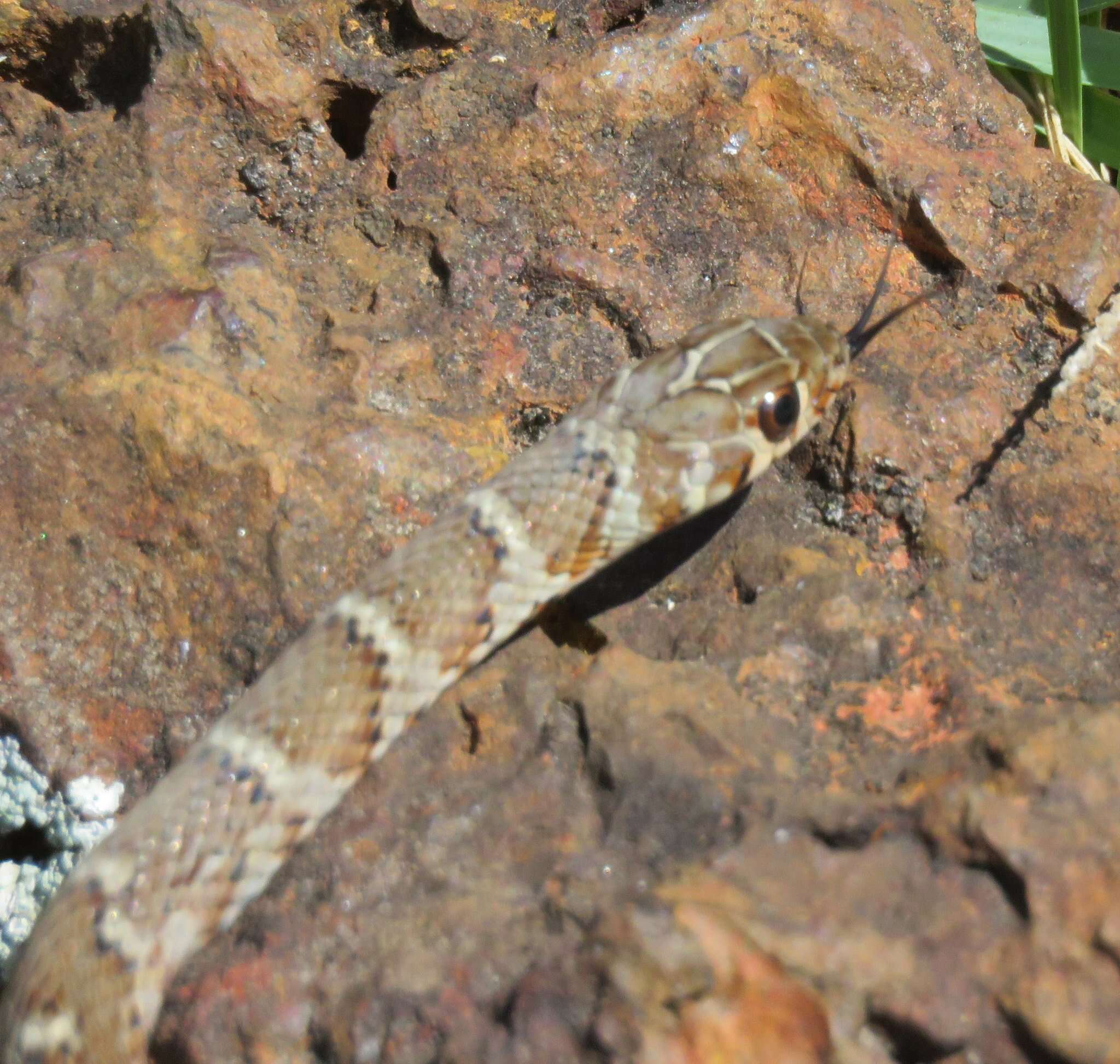 Слика од Erythrolamprus almadensis (Wagler 1824)