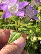 Image of Rough Gentian