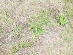 Image de Asclepias asperula subsp. capricornu (Woods.) Woods.