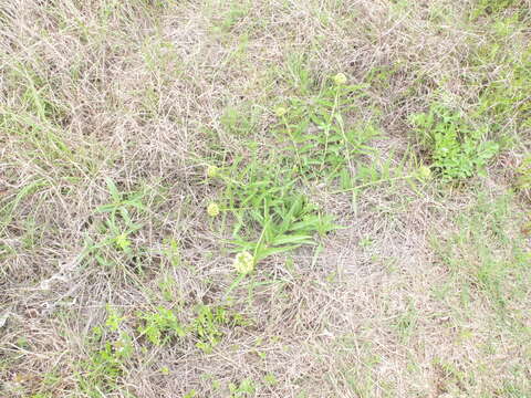 Image of Asclepias asperula subsp. capricornu (Woods.) Woods.