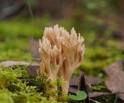 Ramaria filicicola (S. G. M. Fawc.) Corner 1950 resmi