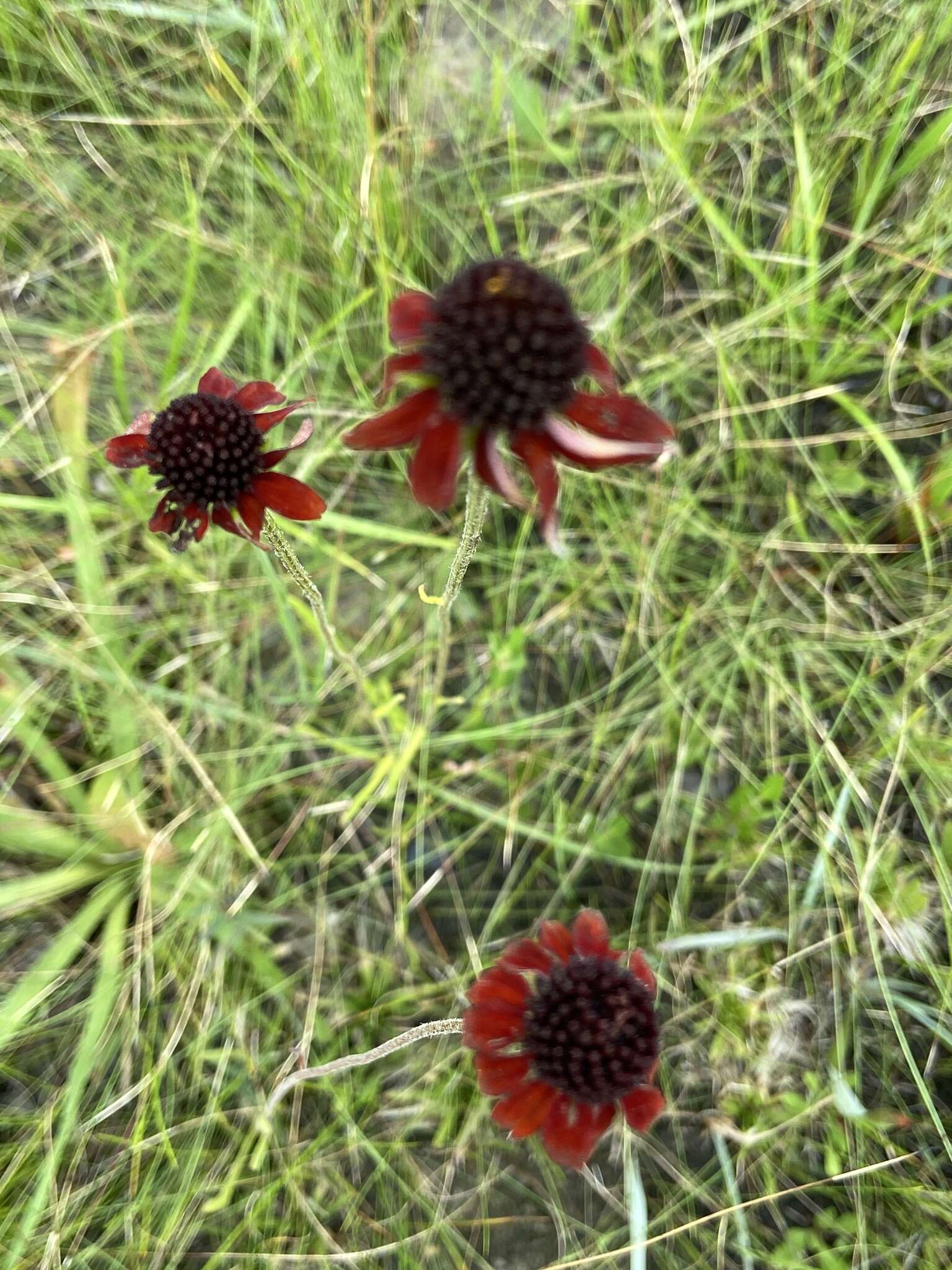 Image of Grass-Leaf Coneflower