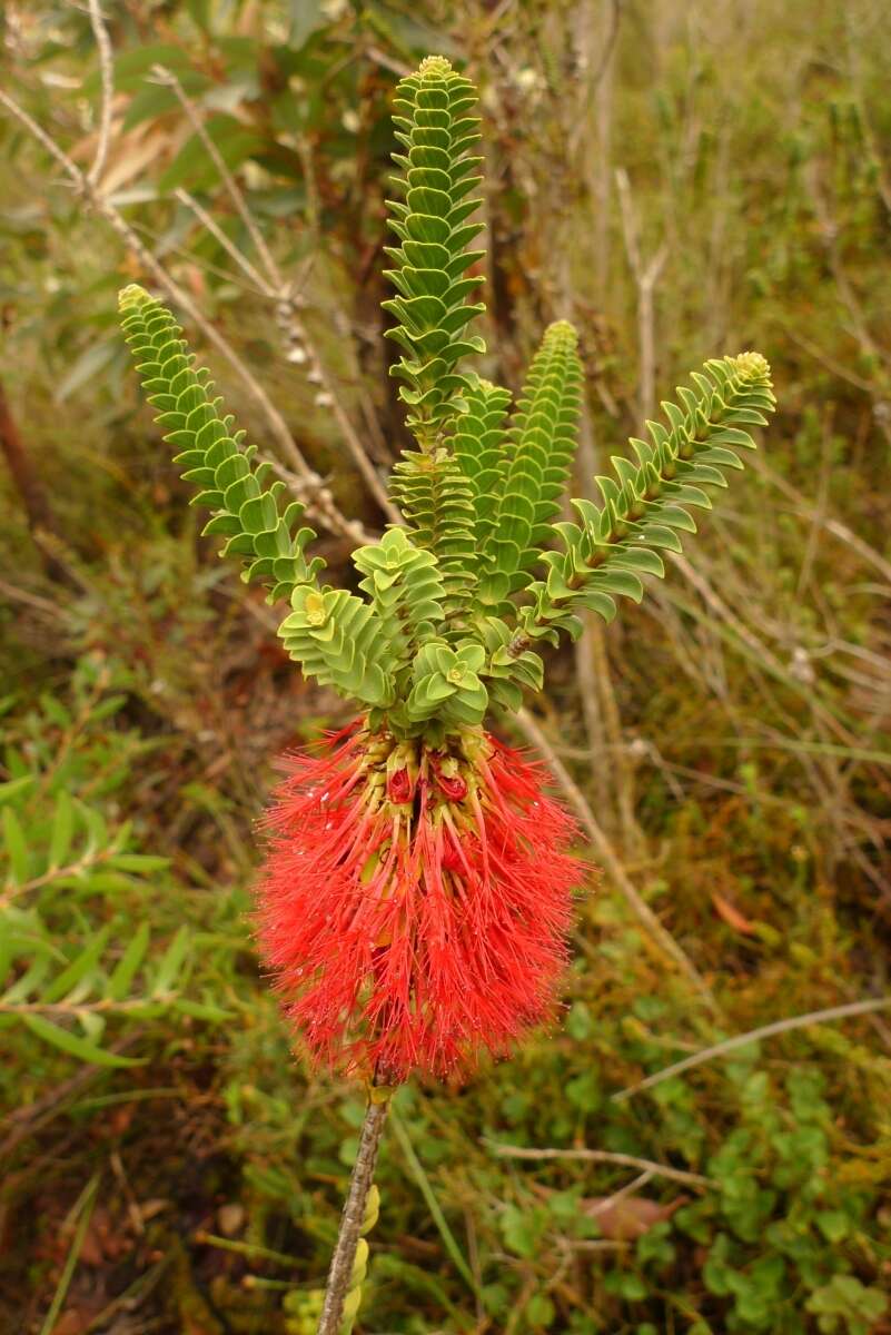 Image of Melaleuca transversa Craven & R. D. Edwards