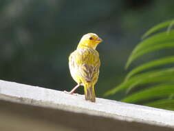 Image of Sicalis flaveola flaveola (Linnaeus 1766)