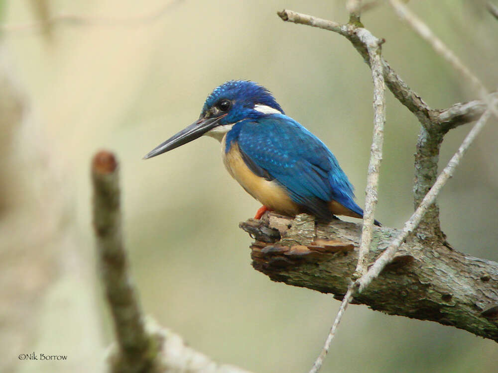 Image of Half-collared Kingfisher