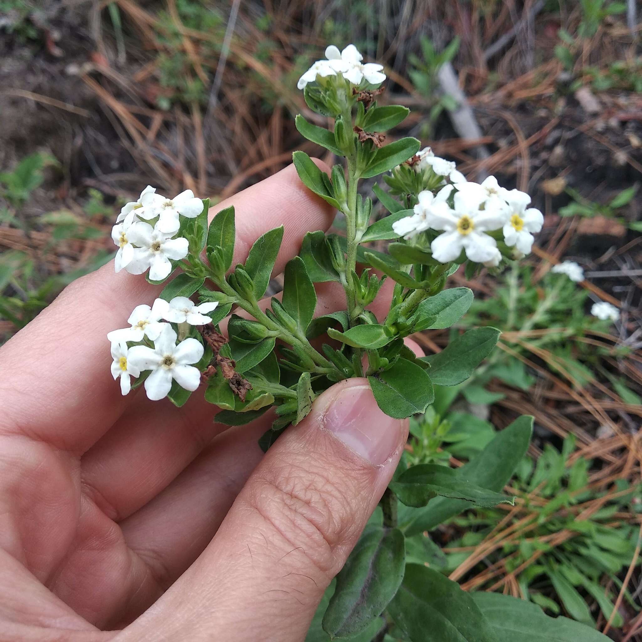 Image of Lithospermum distichum Ortega