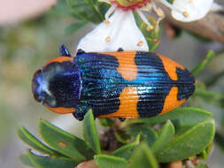 Image of Castiarina grata (Saunders 1869)