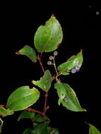 Image of Miconia longibracteata F. Almeda