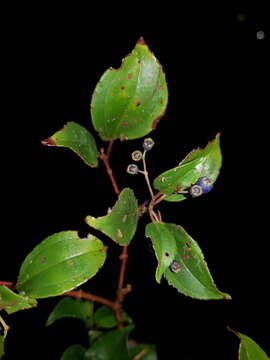 Imagem de Miconia longibracteata F. Almeda