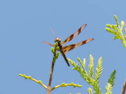 Celithemis eponina (Drury 1773) resmi