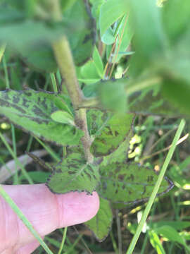 Image of March fleabane