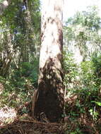 Image of grand eucalyptus