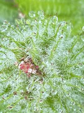 Acalypha poiretii Spreng. resmi