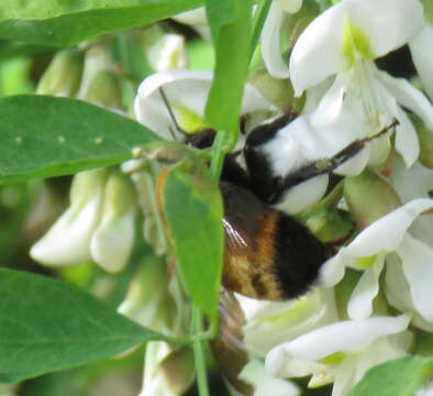 Image of Nevada Bumble Bee